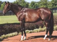 SARATOGA SIX