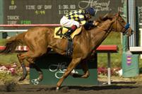 Misremembered takes the 2009 Swaps at Hollywood Park