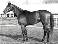 Buckpasser 3
