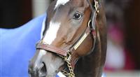 Rachel Alexandra after he final workout before the Woodward
