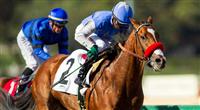 Goldencents with Kevin Krigger aboard wins the 2013 running of the Sham Stakes at at Santa Anita Park in Arcadia, California on January 5, 2013.