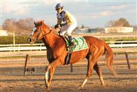 11 27 2010: 34 - 1 longshot Jersey Town with Cornelio Velasquez win the 22nd running of the Grade I Hill N" Dale Cigar Mile for 3-year olds & up, at 1 mile, Aqueduct Racetrack, Jamaica, NY. Trainer Barclay Tagg. Owners Charles E. Fipke. 