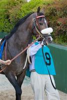 Win Willy before the Arkansas Derby