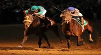 6 November 2010: Blame, ridden by Garrett Gomez and trained by Albert M. Stall Jr., narrowly hangs on to defeat Zenyatta, ridden by Mike Smith and trained by John A. Shirreffs, for the win in the Breeders Cup Classic at Churchill Downs in Louisville, KY. (Scott Serio/Eclipse Sportswire)