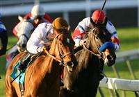 02 January 2010: Cat by the Tale and Joel Rosario (brown cap) overtake Century Park and Tyler Baze to win the 41st running of the San Gorgonio Handicap at Santa Anita Park in Arcadia, CA..