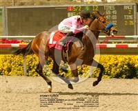 Stoney Fleece wins the Starter Allowance