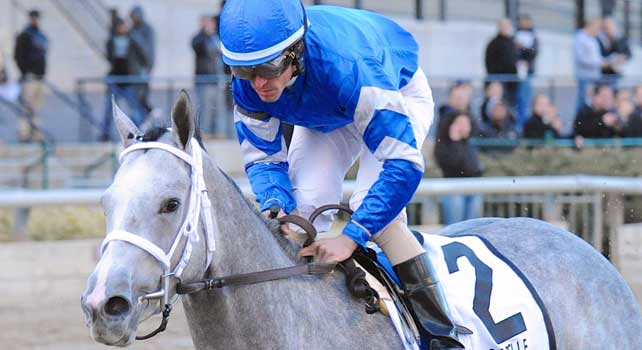 Dance Card (no. 2), ridden by Ramon Dominguez and trained by Kiaran McLaughlin, wins the 117th running of the grade 1 Gazelle Stakes for three year old fillies on November 24, 2012 at Aqueduct Race Track in Ozone Park, New York. (Bob Mayberger/Eclipse Sportswire)