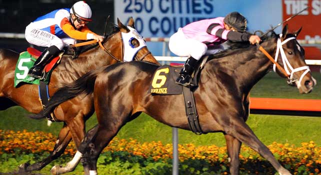 Violence (no. 6), ridden by Javier Castellano and trained by Todd Pletcher, wins the grade 1 CashCall Futurity Stakes for two year olds on December 15, 2012 at Hollywood Park in Inglewood, California. (Bob Mayberger/Eclipse Sportswire)
