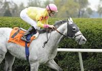 09 October 10: Silver Timber (no. 7), ridden by Julien Leparoux and trained by Chad Brown, wins the 13th running of the grade 3 Woodford Stakes for three year olds and upward at Keeneland in Lexington, Kentucky.
