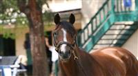 30 July 2009: Well Armed at Del Mar Race Track, Del Mar, CA 