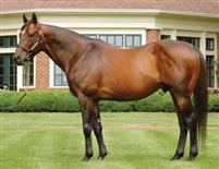 Smart Strike at Lane's End Farm