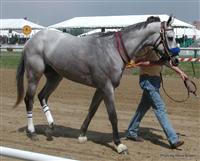 Senor Swinger 2003 Peakness