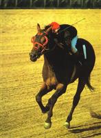 Buckpasser 2
