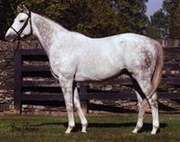 Tapit