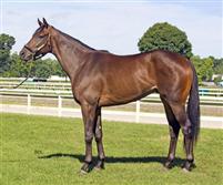 king congie 5597
