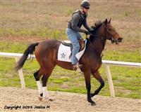 Lisa T training at WinStar Farm