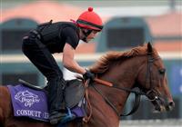 5 November 2009: Conduit works out in preparation for the Breeders Cup at Santa Anita Race Track in Arcadia, CA. 