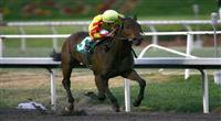2 December 2010: Turbulent Descent and David Flores win the Hollywood Starlet Stakes(G1) at Hollywood Park, Inglewood, CA 