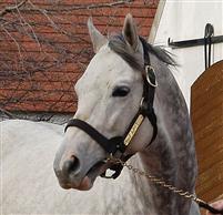 Tapit 1
