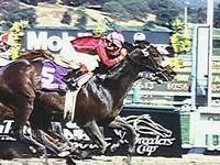 Horse Cardmania