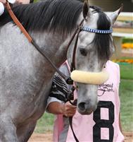 Tiz Gianni