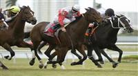 10 January 2010: Quiet Harbor (gray) and Jockey Eddie Castro battle Romacaca (orange) to win the Marshua's River Stakes at Gulfstream Park in Hallandale Beach, FL. 