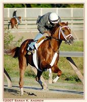 Preps at Belmont Park