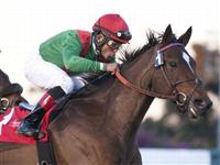 November 26, 2010.Gypsy's Warning riden by Joel Rosario win The Matriarch Stakes at Hollywood Park, Inglewood, CA 