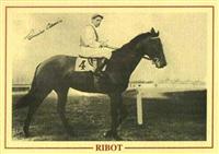 Ribot