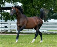 2006 KHP