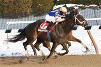 01 20 2011: Favorite Calibrachoa, with Ramon Dominguez aboard, wins the 118th running of the Grade III Tobaggon Stakes for 3-year olds & up, at 6 furlongs, on the inner dirt track, Aqueduct Racetrack, Jamaica, NY. Trainer Todd Pletcher. Owners Repole Stable.