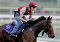 5 November 2009: Rip Van Winkle works out in preparation for the Breeders Cup at Santa Anita Race Track in Arcadia, CA.