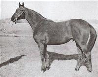 Alsab 1