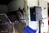 Hard Not To Like at Woodbine