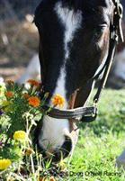 lava man 1