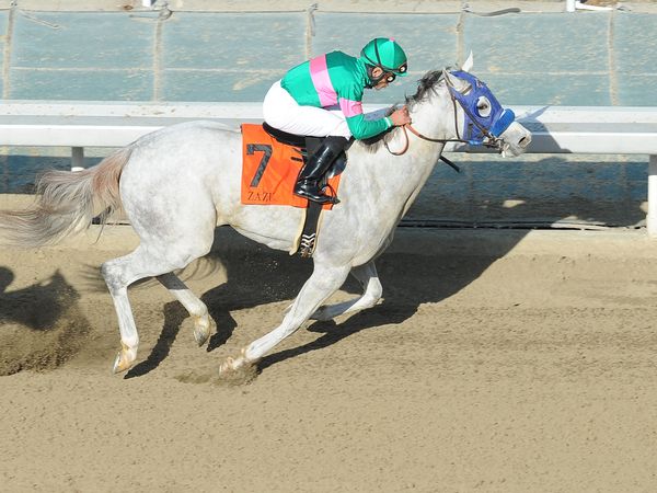 Februay 5, 2011.Zazu riden by Joel Rosarioa wins The Las Virgenes Stakes at Santa Anita Park, Arcadia, CA 