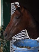 Mildly Offensive in her barn at Del Mar
