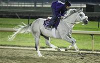 Afleet Again