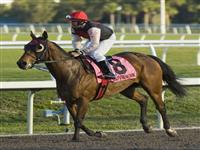 0 February 2010: Rahy's Attorney and jockey Robert Landry after the Canadian Turf Stakes at Gulfstream Park in Hallandale Beach, FL. 
