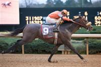 14 March 2009: Win Willie with jockey Cliff Berry and trainer McLean Robertson wins The Rebel handicap at Oaklawn in Hot Springs, Arkansas