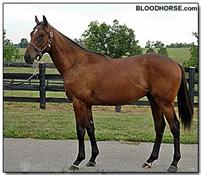 Lentenor:  Bloodhorse.com photo