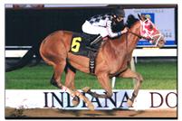Unreachable Star, 2011 Indiana Bred Older Horse of the Year