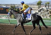 10 March 28: Conveyance after the Sunland Derby at Sunland Park Racetrack in Sunland Park, New Mexico. 