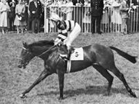 Sir Ivor
