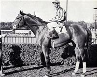 Hill Prince 1