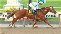 10 02 2010: Haynesfield & Ramon Dominguez win the Grade I Jockey Club Gold Cup by 7 lengths, at 1 1/4, 3-year olds & up, Belmont Park, Elmont, NY. Trainer Steve Asmussen. Owners Turtle Bird Stable