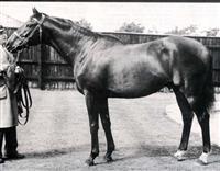 Nearco 2