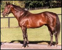 Mr Prospector