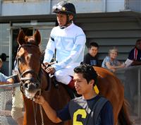 Shrewd One, Finger Lakes 2010, NY Derby