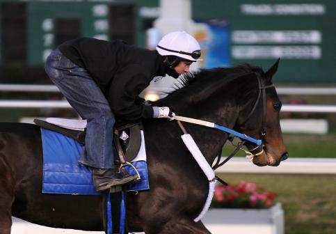Rachel Alexandra jogs Monday morning, January 4, 2009 at Fair Grounds in New Orleans, LA. Exercise rider Dominic Terry is aboard